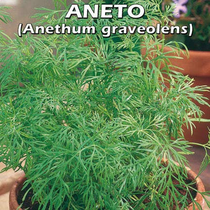 ANETO (Anethum graveolens) - SEMI