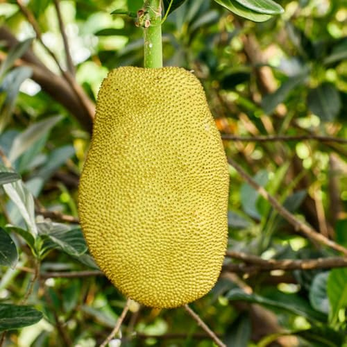 yaca - semillas bonsái, jardín techos verdes yaca de en espaldera columnar resistente de 30pcs