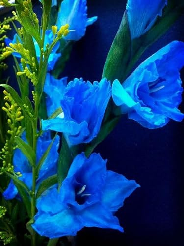 Raro Gladiolo bulbi,Gladiolo pianta vera,Piante erbacee perenni,Decorazione del giardino, bulbi belli e sani(non fiori artificiali)-15 bulbi-K