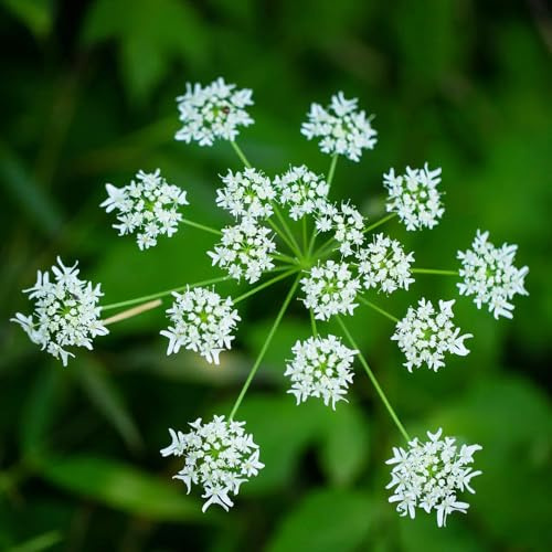 liebstöckelsamen - kräutersamen outdoor bio heilkräuter balkonpflanzen alte sorten topfpflanzen balkongewächshäuser kräuterbeet für die küche seltene gartenkräuter bodendecker deko 250pcs