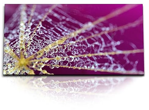 Paul Sinus Kunstdruck Bilder 120x60cm Spinnennetz Makrofotografie Rosa Wassertropfen Kunstvoll