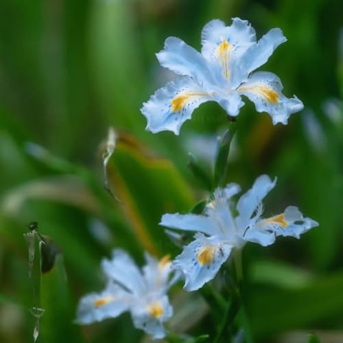 Semi di Iris - esotiche Iris tettoria - rare autunnali semi di Le da giardino sono resistenti 50pcs