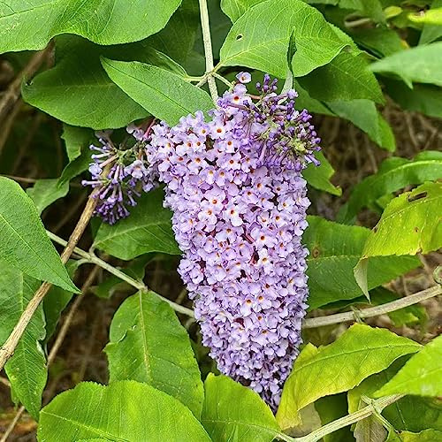 Buddleja arbustiva - giardino balcone cespuglio arbusti e siepi a crescita Semi di selvatici biologici 225semi