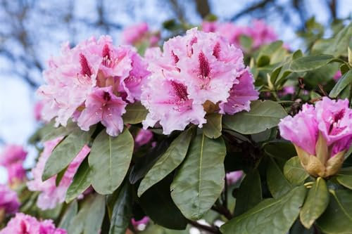 Rhododendron Hybride Holstein 100-120 cm rote Blüten immergrün winterhart