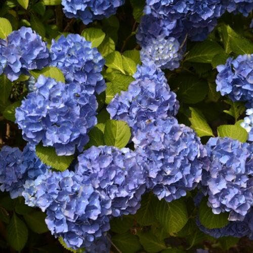 3 x Hortensien Hydrangea macrophylla blau 30–40 cm im Topf | 1x blühende Bauernhortensie großblumig & winterhart | sofort pflanzbar