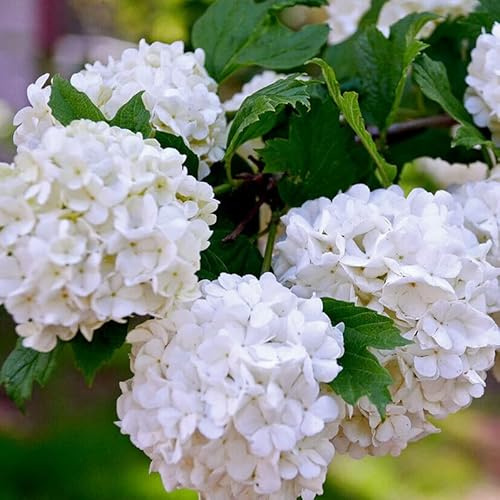 2 Peegee Hydrangea Shrubs/Bushes - 10-18 Tall Live Plants - Fast Growing Flowering Pee Gee (PG) Panicle Hydrangea Trees - Hydrangea paniculata 'Grandiflora' - (2 Pack)