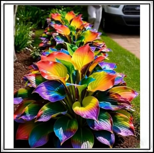 Mehrjährige Winterhart Funkie, Gemischte Hosta rhizome, Schattentolerante Gartenknollen, Geeignete schattige Gartenecken ＆ Beeteinfassungen-6 rhizome-h