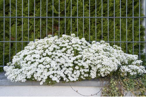 Iberis Amara Hyacinth Flower Seeds Outdoor Flowering White Perennial Annual Candytuft Snowflake(30-40cm (Incl. Pot)) 100g