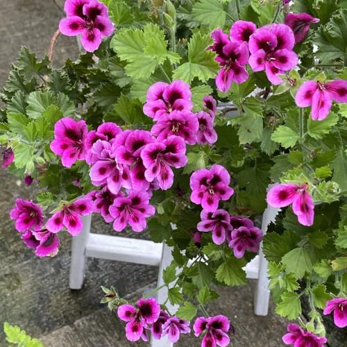 geranio estivi semi di decorazione selvatici balcone semi biologici selvatico tagliato balcone primavera ufficio parterre 100pcs