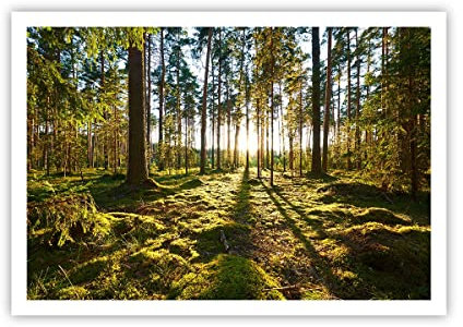 ARTTOR Poster ohne Rahmen Deko 100x70cm Wald Baum Natur Wandposter Art Prints Wanddeko Bild Wand Kunstdruck Wandbilder Dekoration Wohnzimmer Schlafzimmer Küche Modern Wall Art Decor P2XAA100x70-3724