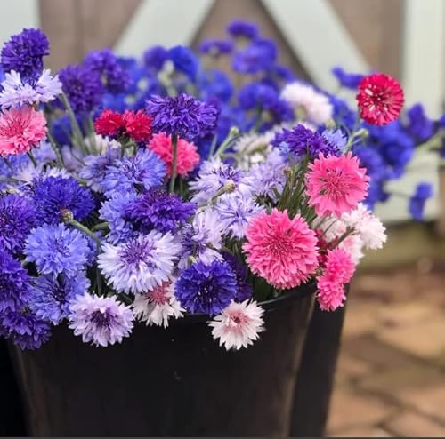 Polka Dot Bachelor Button Seeds for Planting - Heirloom Non-GMO USA Grown Cornflower Seeds for Planting - Ships from Iowa, USA - Centaurea Cyanus