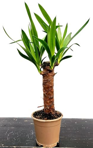 POWERS TO FLOWERS - YUCCA DA GIARDINO, ALTEZZA 35CM, pianta vera