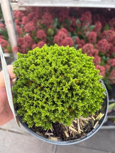 Chelsea Direct Hebe ‘Emerald Green’ – Evergreen Shrub Plant, Compact Garden Bush, Hardy Outdoor Plant, 2 Litre Pot, 25cm Tall