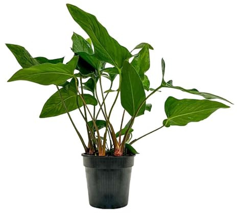 AquaOne Aquarium Pflanzen Mutterpflanze Anubias hastifolia XL Robuste Aquariumpflanze für den Hintergrund Aufsitzer für Aquarium & Aquascaping