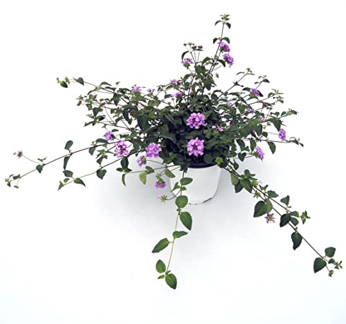 Lantana Rastrera de Color Morado Planta Natural