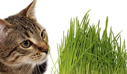 100 Graines Semences - HERBE A CHAT - idéal pour le transit du chat - Nepeta cataria - 110