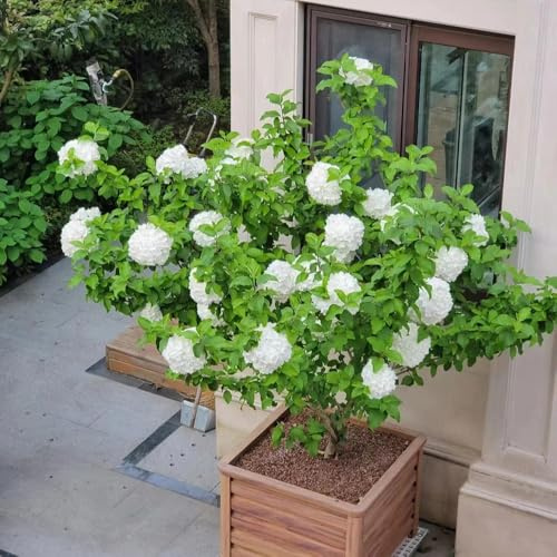 semi ortensia giardino tagliato giardino balcone selvaggi decorazione selvaggi scalatrici perenni resistenti 80pcs