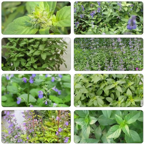katzenminze bonsai gartenpflanzen frühlingsblumen kräuterpflanzen herbstblumen winterhart zimmerpflanze büropflanzen heilkräuter kräutersamen kräutergarten bodendecker winterhart 20samen