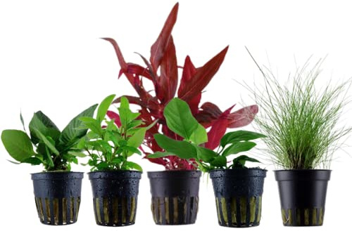 AquaOne Aquarium Pflanzen 5X Wasserpflanzen Set mit 5 Vordergrundpflanzen | Vordergrund Aquarienpflanzen, Anubias Staurogyne Eleocharis Alternanthera Hygrophila