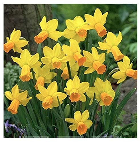 5 Jetfire Narcissus Bulbs - Top Size Daffodil Bulbs
