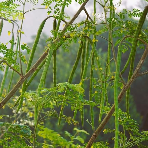 moringa semillas jardín decoración balcón parterre semillas 60pcs