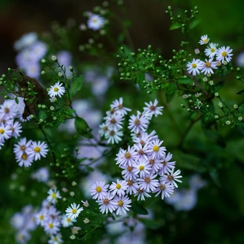 astern, blumensamen bienenfreundlich gartendeko für draußen wildblumensamen balkonpflanzen wiesenblumen 55samen