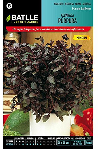 Semillas de Albahaca púrpura - Calidad y Versatilidad ?