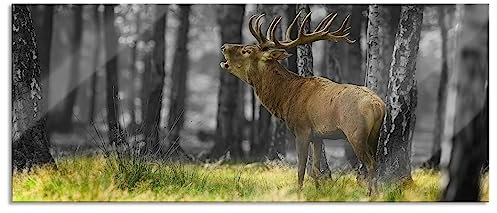 Pixxprint Glasbild Panorama, Wandbild aus Echtglas, röhrender Hirsch im Wald, 120x50 cm, inkl. Aufhängung und Abstandshalter