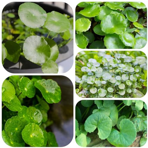 semillas de centella asiática gotu kola de perennes, frescas aromáticas, invierno, balcón, 400pcs