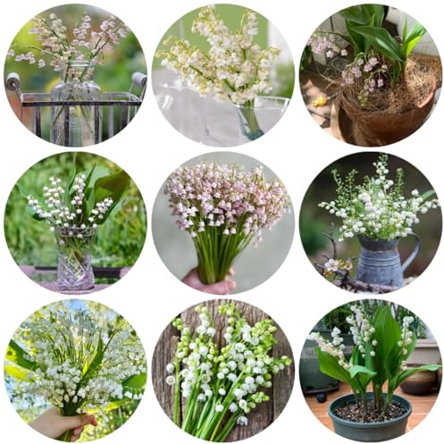 lirio de los valles, jardín primavera lirio los valles interior jardínsostenibles Mini rizoma decoración y 12bulbos