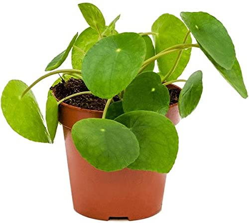 DECOALIVE Planta Natural de la Suerte China Pilea Planta Dinero