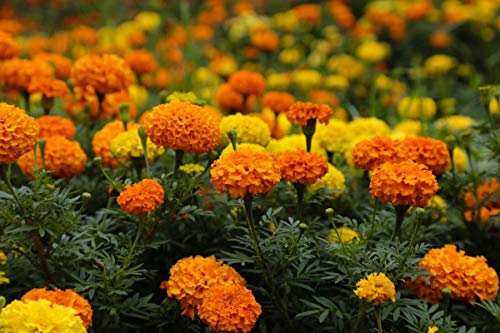 Calendula messicana - mélange de varietés inodore - semi