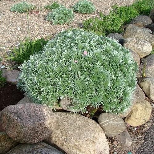 Pianta vera di Artemisia schmidtiana Nana - Diametro Vaso Ø 14 cm