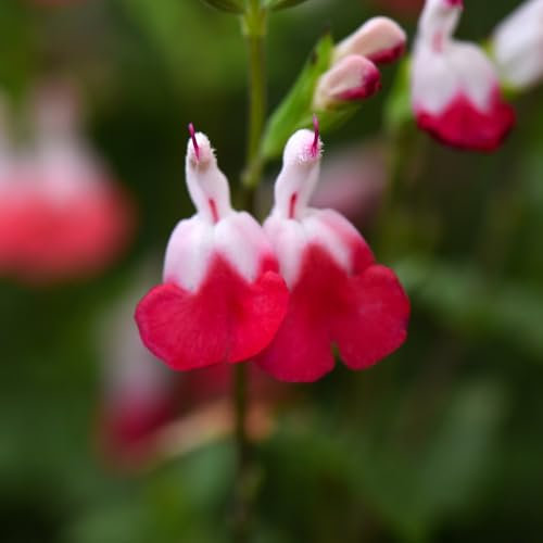 Salvia 'Hot Lips' - Vibrant Bicolour Ornamental Sage, Hardy Perennial with Aromatic Foliage, Ideal for Summer Pots and Garden Borders - 3X 9cm Potted Plants by Thompson & Morgan