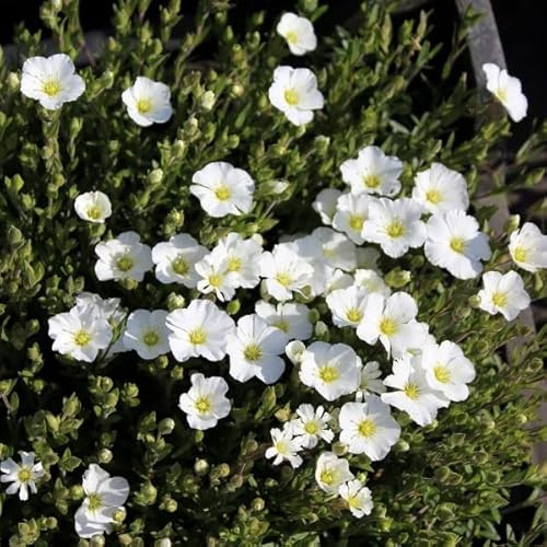 6x Berg-Sandkraut - Arenaria montana - Topf 9x9cm - Steingarten Bodendecker