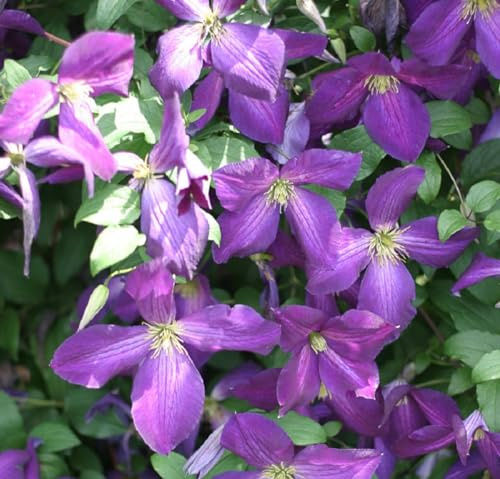 Happy Jack® Purple Clematis - 4 Pot - Proven Winners