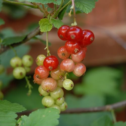 Redcurrant 'Jonkheer Van Tets' Bare Root Plant - Heavy Cropping, Sweet Berries, RHS AGM Variety 1x 3 Litre Potted Plant by Thompson & Morgan