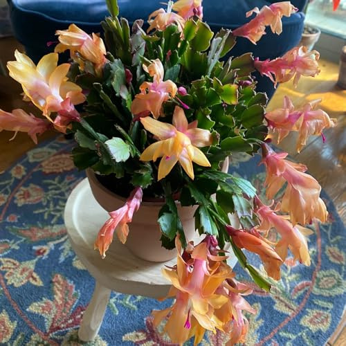 Cactus di Natale selvatici esotici Decorazioni giardino esterni 320semi
