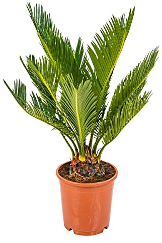 Bloomique - 2er-Set - Cycas Revoluta - Palmfarn - Sagopalme - Palme - Sehr Pflegeleicht - Höhe 30-40 cm - Topf 12 cm