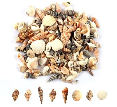 MsTeco Muscheln 200g Muschel Deko Kleine Shells Mixed Muschelschale | Natürliche Muscheln zum Basteln für Kerzenherstellung, Heimdekomischungen, Aquarium und Vase Füllstoff