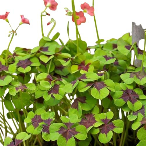 Trébol 4 Hojas Natural Planta de la Fortuna de Interior o Exterior