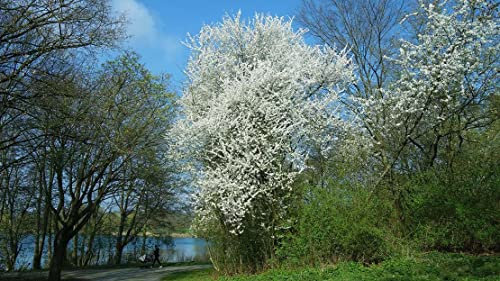 Prunus cerasifera - Cherry Plum Tree for Early Spring Blossoms and Ornamental Beauty - Approx 2ft - 60/80cm - UK Grown x5