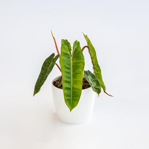 Vivai le Georgiche - Pianta vera di Philodendron billietiae Filodendro - vaso Ø 12 cm - altezza alla vendita 15-20 cm