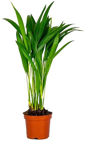 Bloomique - Dypsis Lutescens - Palma d’Oro - Areca - Palma da Interno - Purifica l’Aria - Sicura per Animali - Alta 20-30 cm - Vaso da 10,5 cm
