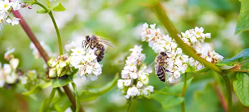 1 Kg Samen Buchweizen Fagopyrum esculentum Bienenweide Gründünger Vogelfutter