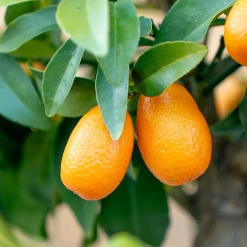 PIANTA DI KUMQUAT innesto basso in vaso 20 (foto reali)