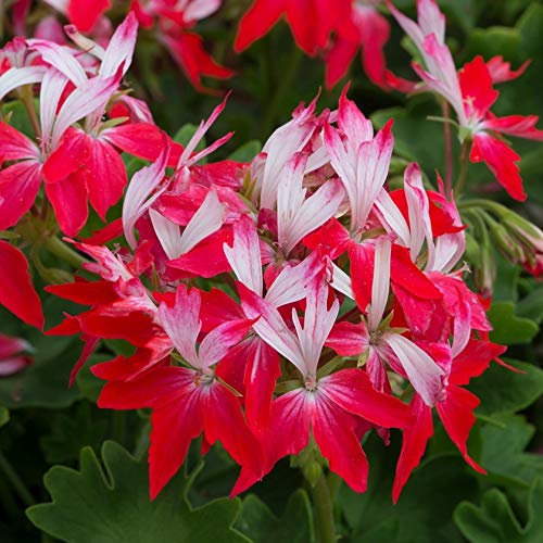 Geranium Zonal Summer Twist Red-White Plug Plants Pack x6