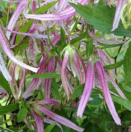 Punktierte Glockenblume Pink Octopus - Campanula rotundifolia - lebende Gartenpflanze aus den Baumschulen