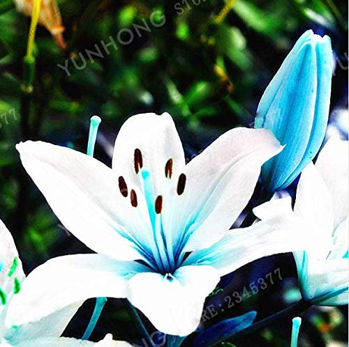 PLAT FIRM SEMI DI GERMINAZIONE: Blue Heart Lily Zwiebeln, Lily Blau Zwiebeln, nicht Samen, Seltene-Lilien-Blumen Bonsai Pflanze