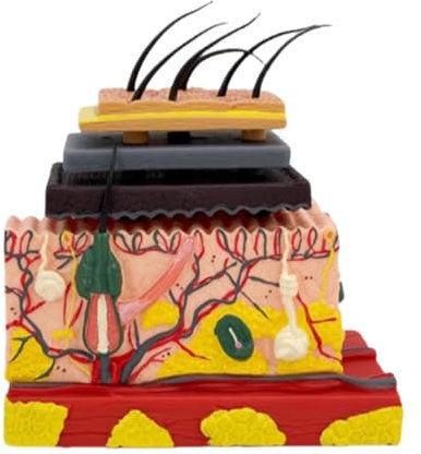 Modelo Estructura Tejido Magnificada Piel Anatómica Humana